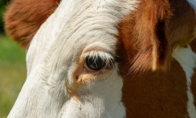 LFT Offers $2,000 Reward to Find Attacker Who Gunned Down Pregnant Cow