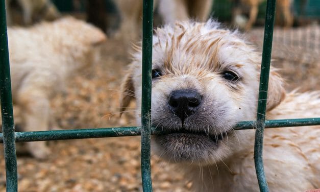 SIGN: Help Puppy Mill Dogs Trapped and Alone in Coronavirus Crisis