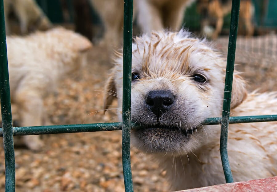 SIGN: Help Puppy Mill Dogs Trapped and Alone in Coronavirus Crisis