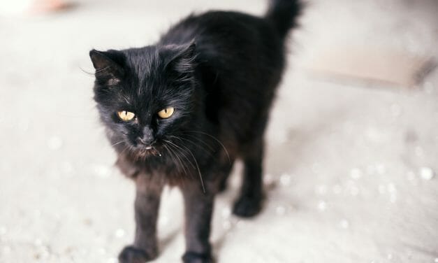 SIGN: Stop Boiling Cats Alive for Phony Coronavirus “Remedy”