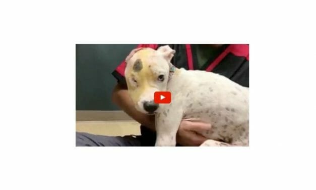 VIDEO: One-Eyed Dog Still Loves Humans Even After Brutal Attack