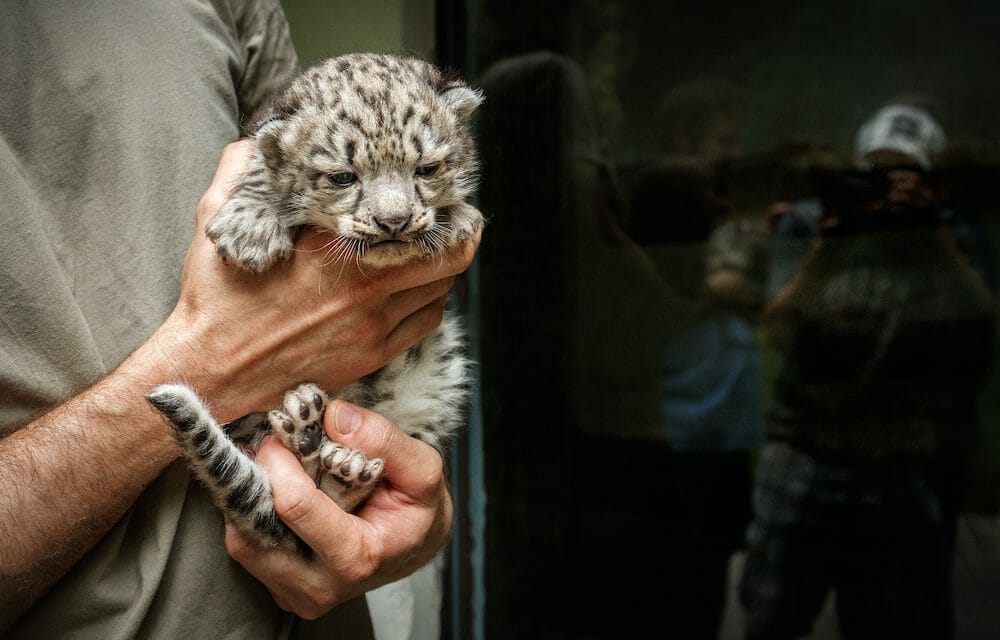 Indiana Zoo Shut Down After Leopard Cub Beaten to Death with Baseball Bat