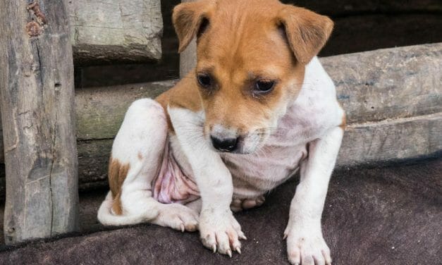 SIGN: Stop Cambodia’s Horrific Dog and Cat Meat Trade