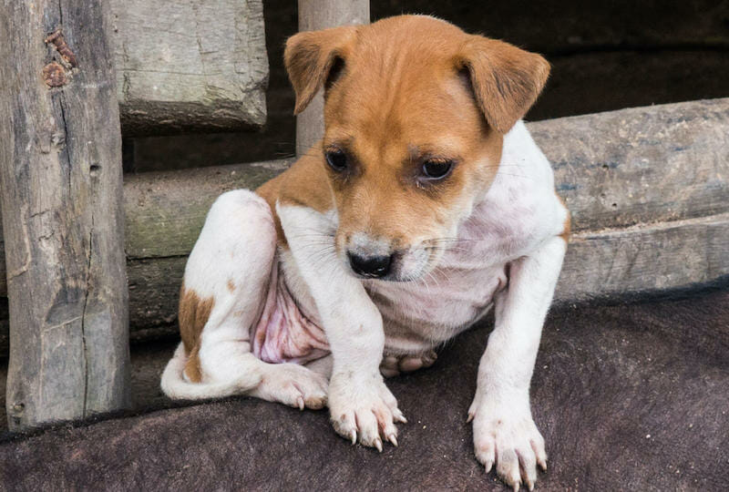 SIGN: Stop Cambodia’s Horrific Dog and Cat Meat Trade