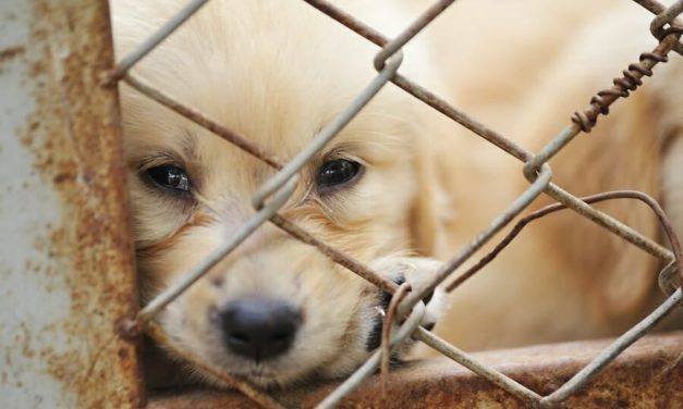 SIGN: Shut Down Cruel Puppy Mills