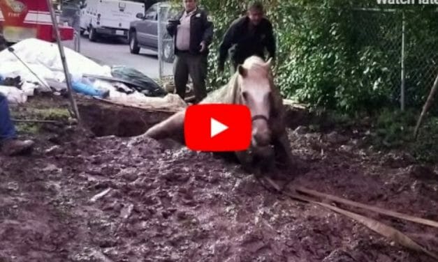 VIDEO: Brave Rescuers Save Horse Hopelessly Stuck in Mud Pit
