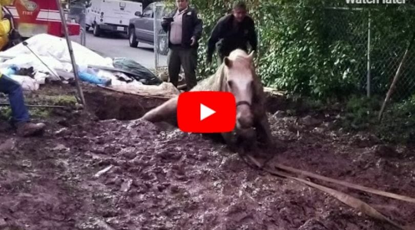 emergency workers rescuing horse from mud pit