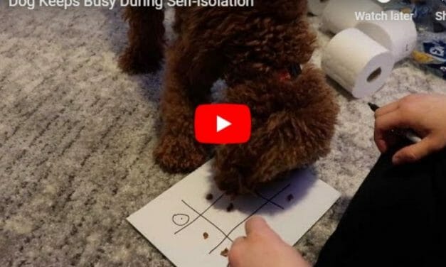 VIDEO: Creative Man Uses Treats to Teach His Dog Tic-Tac-Toe