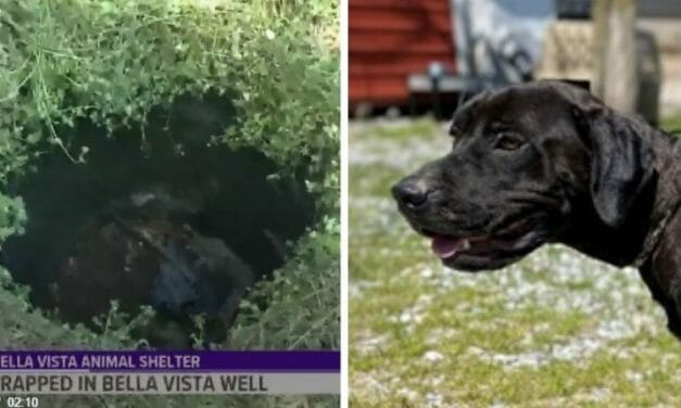 SIGN: Justice for Dog Brutally Shot and Dumped in Well