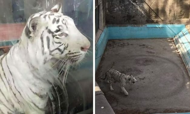 SIGN: Justice for Sad Tiger Walking Endless Circles in Beijing Zoo