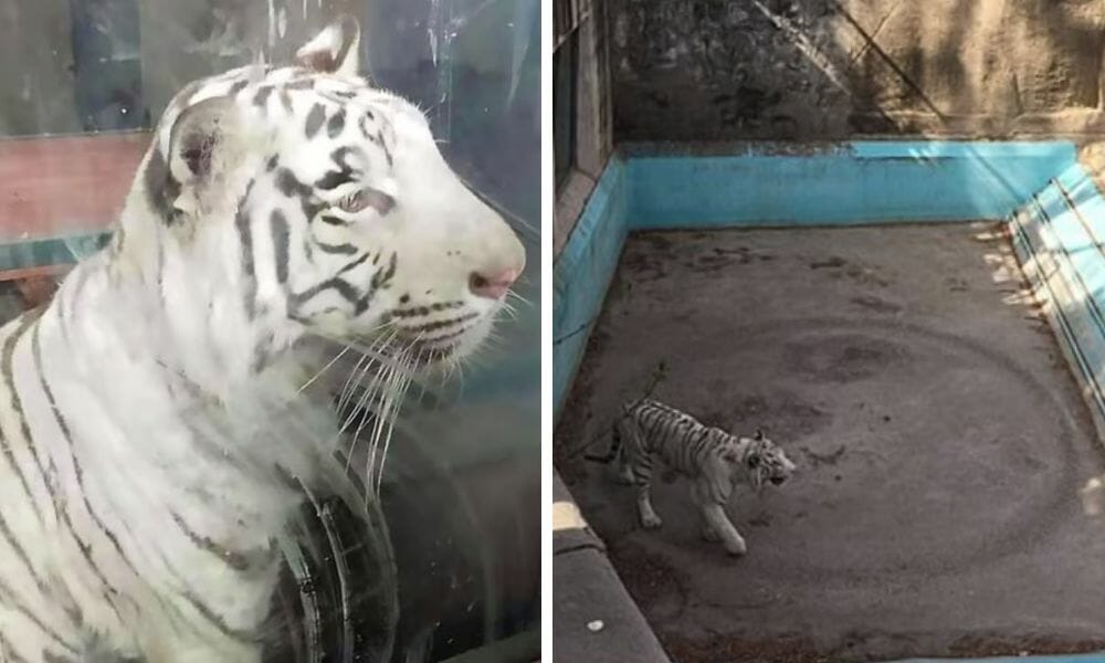 sad tiger in zoo