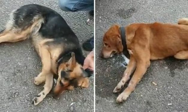 SIGN: Stop Poisoning Lebanon’s Dogs with Pesticide in Coronavirus Fears