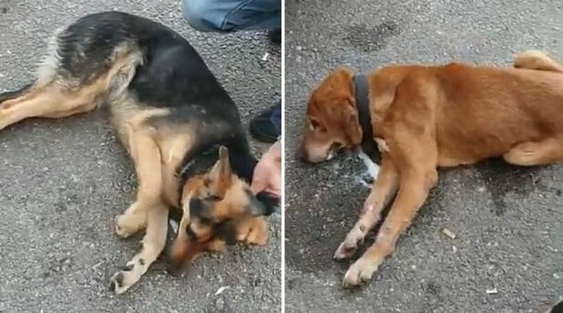 dogs poisoned in Lebanon coronavirus