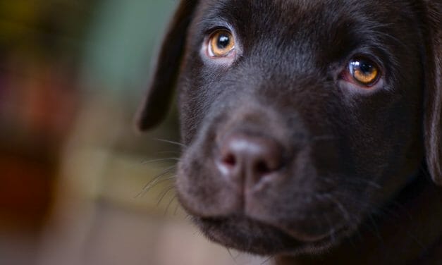 Pet Stores Profiting from Puppy Mill Dogs During Pandemic, New Survey Shows