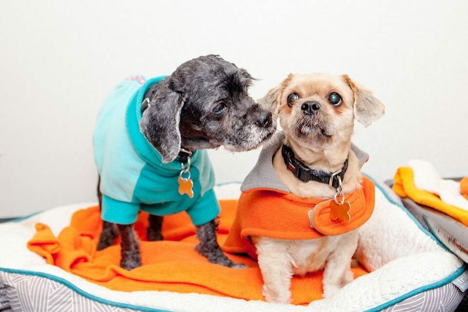 rescue dogs best friends ny
