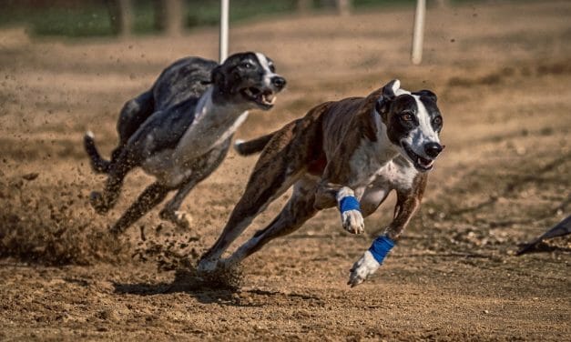 Alabama’s Last Greyhound Racing Track Closes Its Doors