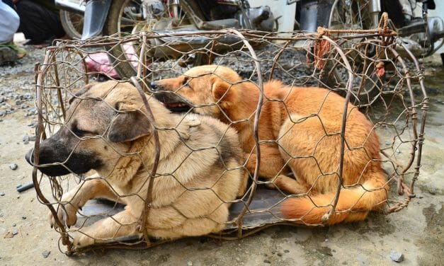 SIGN: End Horrific Live Animal Markets Worldwide