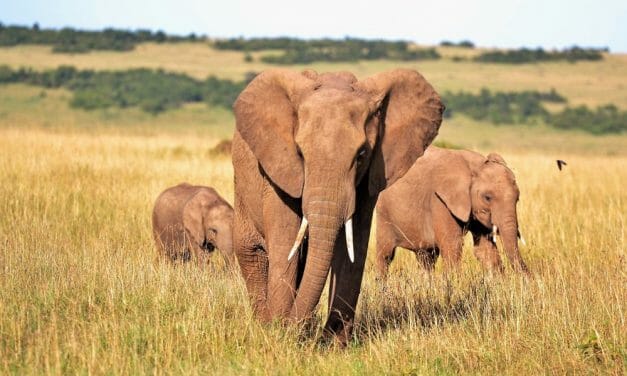 Washington D.C. Proposes Ban on Elephant Ivory and Rhino Horns