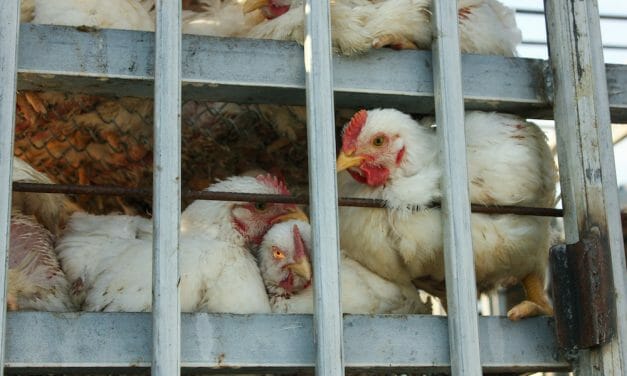 New Report Reveals Shocking Violations and Birds Boiled Alive at U.S. Slaughterhouses