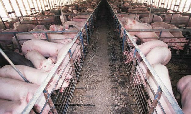 Smithfield Pork Factory Quickly Becomes a Top Coronavirus Hot Spot