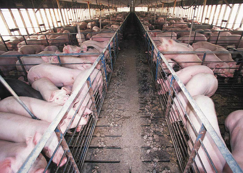 pigs at factory farm