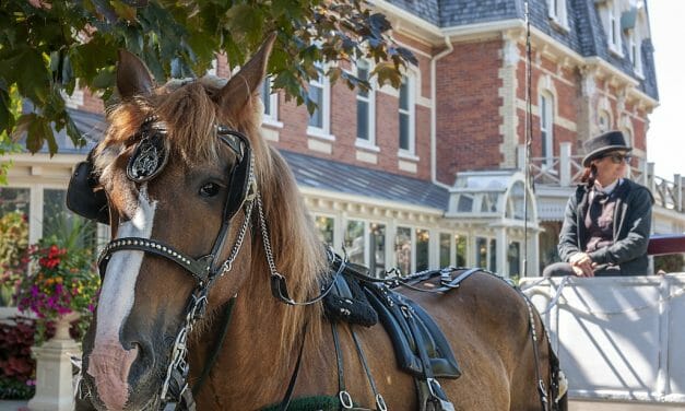 Chicago Officially Bans Horse-Drawn Carriages