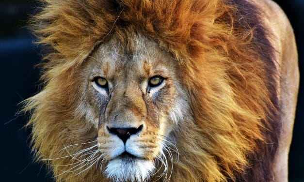 Pro-Trophy Hunting Lawyer Appointed Key Role at US Fish and Wildlife Service