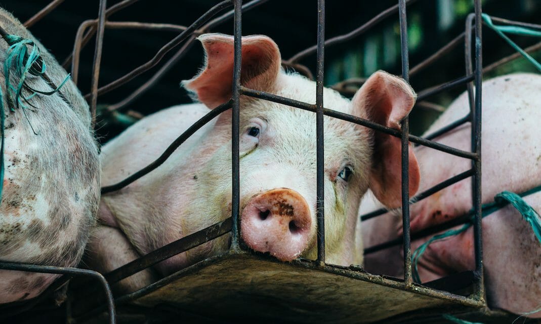 SIGN: Ban Cruel, Dangerous High-Speed Pig Slaughter