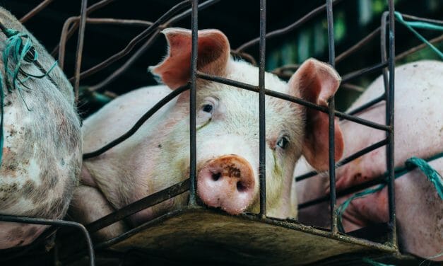 SIGN: End Cruel and Deadly Factory Farming in the United States