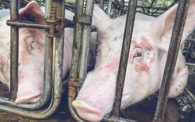 Pigs in cage