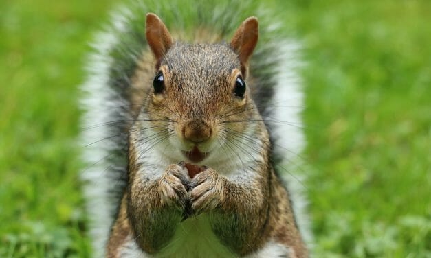 People Are Building Mini Picnic Tables for Squirrels During Coronavirus Lock Down