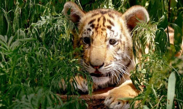 Virginia Bans Public Contact with Captive Big Cats, Monkeys and Other Exotic Animals