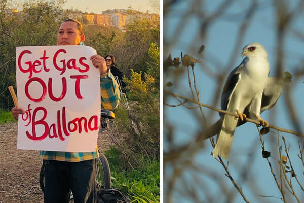 save the Ballona wetlands campaign