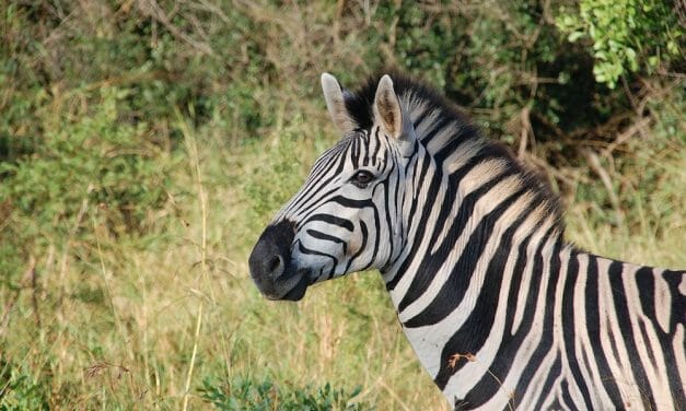 Rise in UK Bushmeat Could Spread the Next Pandemic