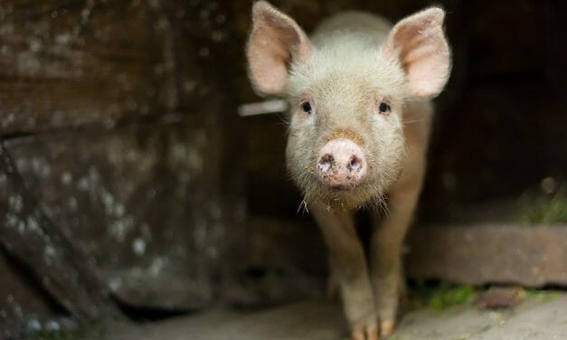 SIGN: Justice for Pig Tied Up and Beaten with Broom Handle