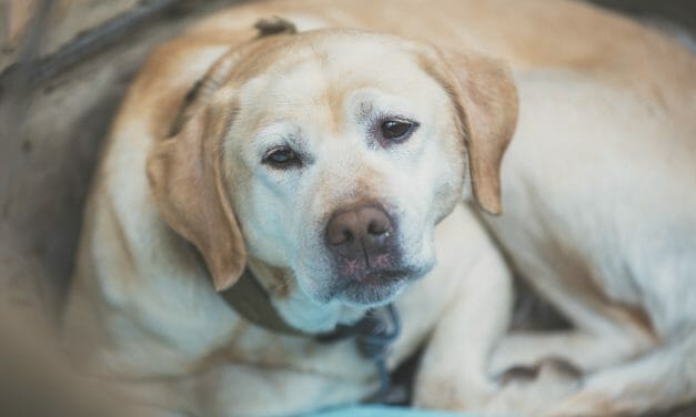 SIGN: Justice for Senior Lab Beaten with Cane and Set on Fire