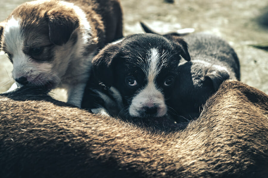 mother and puppies