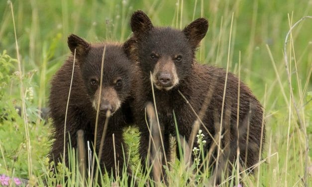 PETITION UPDATE: Victory for Bears! Washington Hunt Banned