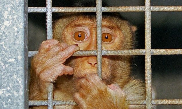 SIGN: Justice for Monkey Trapped in Cage and Set on Fire in Sickening Video