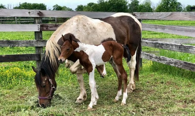 UPDATE: Pregnant Mare Who Survived Horse Massacre Gives Birth to Healthy Foal