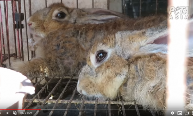 VIDEO: Cruel, Unsanitary ‘Wet’ Markets Are Still Selling Live Animals Across Asia