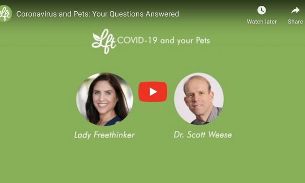 Coronavirus and Pets: Your Questions Answered