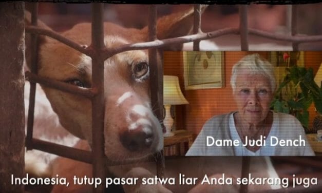 VIDEO: Celebrities Call on Indonesia’s President to End Live Animal Markets and Cat and Dog Meat Trade