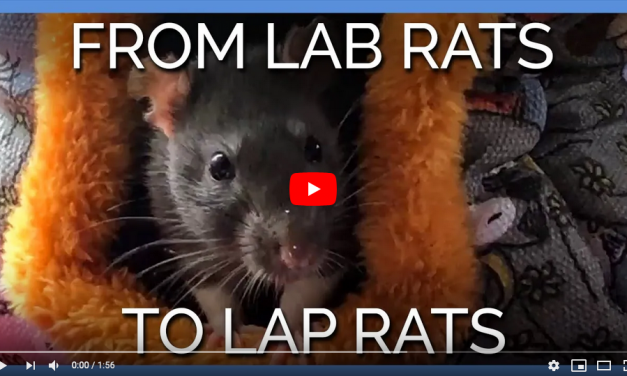 VIDEO: Adorable Rat Sisters Escape Horrors of Lab and Find Loving Home