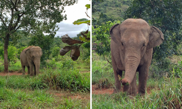 Mara the Elephant Leaves Zoo Life Behind to Start Fresh in Brazilian Sanctuary