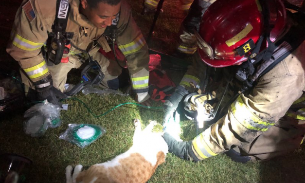 Firefighters Save Unconscious Cat from Burning Garage with Special Oxygen Mask