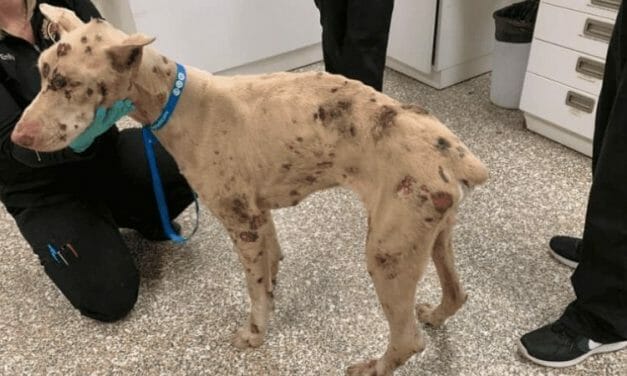 Man Who Starved Dog to the Point of Eating Rocks Sentenced to Prison