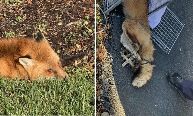 SIGN: Stop Setting Cruel, Deadly Traps for Innocent Foxes and Racoons
