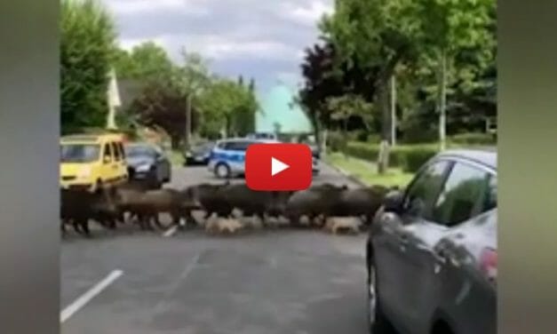 VIDEO: Police Stop Traffic to Let Wild Boar and Piglets Cross the Street