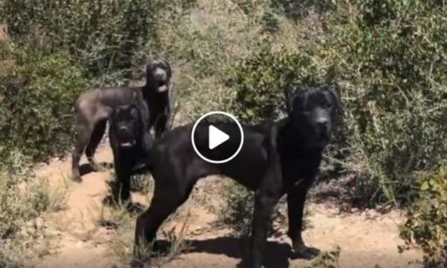 VIDEO: 3 Mastiffs Rescued After Spending Over A Month in the Wilderness